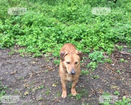 Домашно куче се лута из Тракия в Пловдив! Някой познава ли го?