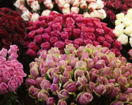 Над 80 бона струват розите и карамфилите за депутатите! 110 хиляди пък - минералната им вода