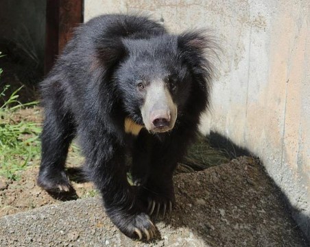 Зоопаркът търси доброволци, ще следят да не черпят животните