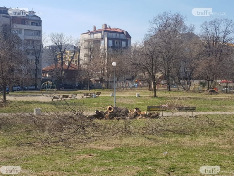 Санкция до 10 бона за Байрям Солак заради отрязаните дървета в парка в Кършияка