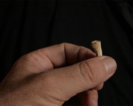 Човешкото родословно дърво порасна - запознайте се с Homo luzonensis