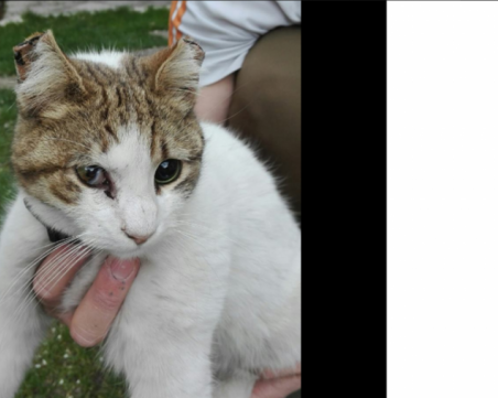 Зверство над коте! Животинка от Велинград остана без зрение и ухо