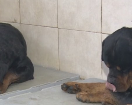 Главите, телата… рани от по 10 см, оставени от ротвайлерите по трите момченца