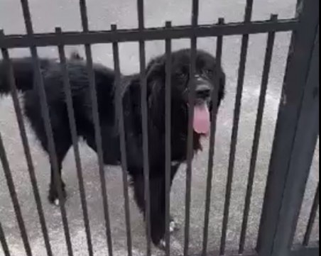 Кавказка овчарка изчезна в Белащица – стопаните й я търсят