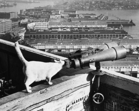 Коте за милиони