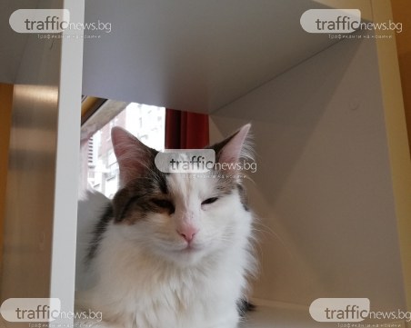 Коткотека или да работиш с лаптоп, кафе и котешко мъркане