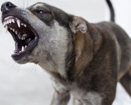 Куче нахапа 12-годишно дете на спортна площадка до училище