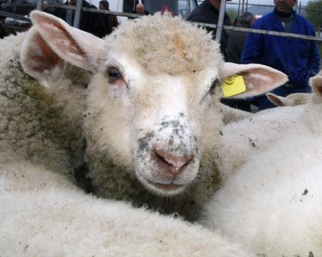 Мишените по Великден – агнета и прасета. Тарашат кошари в Пиринско