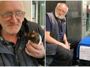 Откраднаха плъх от бездомник в Сидни, полицията е на крак
