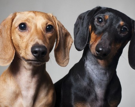 Дакели надушват рака в 97% от случаите!