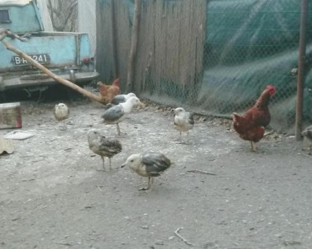 Гларуси с подрязани криле в кокошарник на ада! Смрад на пъпа на Варна