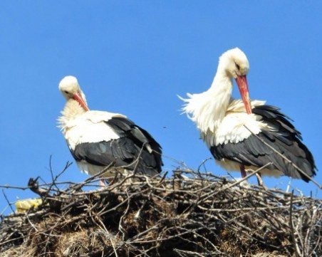 Японско семейство осинови гнездо на щъркели в българско село