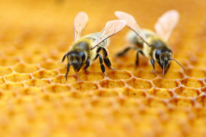 Отровиха пчели от над 400 кошера край Балчик. Кой е виновен?