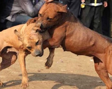 Криминални типове с дрога в колите въртяли боевете с питбули
