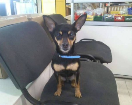 Пинчер е намерен в района на 