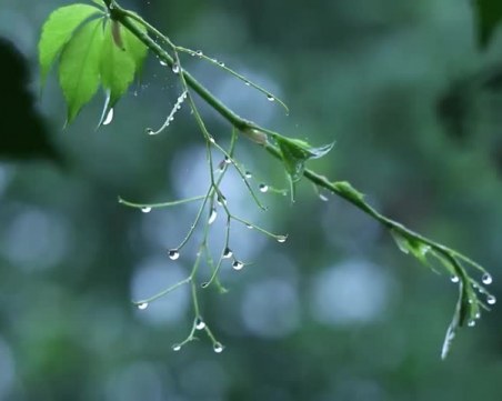 Сряда, четвъртък, петък… Хладно, влажно, градусите едва гонят 15-те