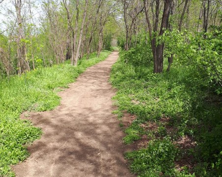 Засаждат десетки дървета и храсти на Гребната база днес
