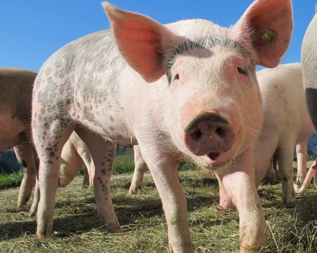 Учени с пробив: Мозък на прасе съживен, часове след неговата смърт