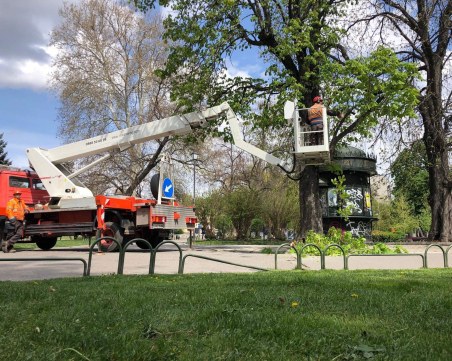 Премахват 2 от дърветата в градинката пред Народния театър