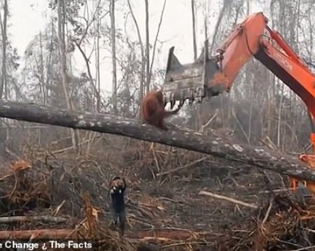Орангутан и багер в битка за територия. Един брани дома си, друг – бизнеса!?