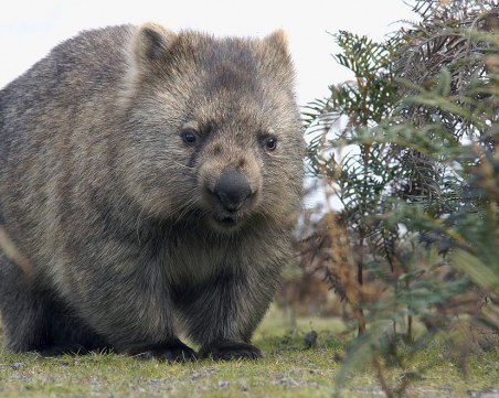Отиде си Уини - най-възрастният вомбат в света