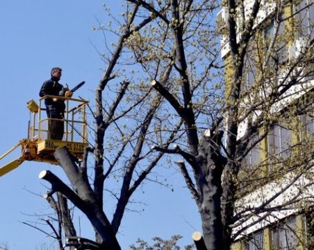 Започва акция за премахване на опасни клони на булевард 