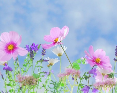 Цветница е! Честит празник на всички с имена на цветя и растения!