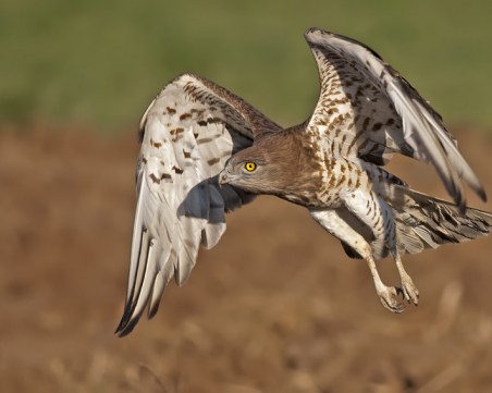 Мъж от Кричим намери пострадал орел в овощната си градина