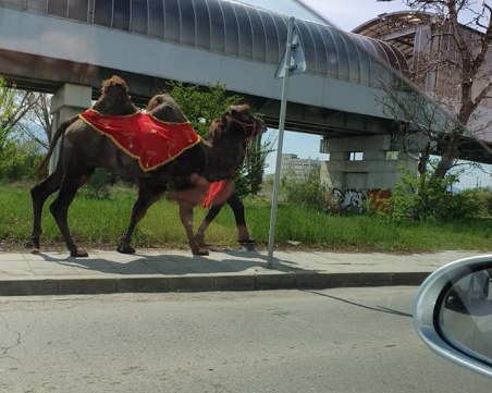 По софийските улици: Някои разхождат кучета, други... камили
