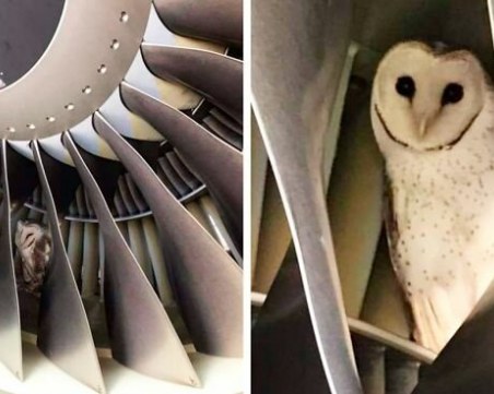 Работници откриха сова в двигател на самолет
