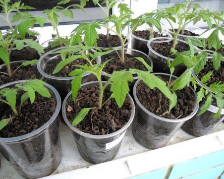 Зеленчукопроизводители се вдигат на протест! Искат министерска оставка