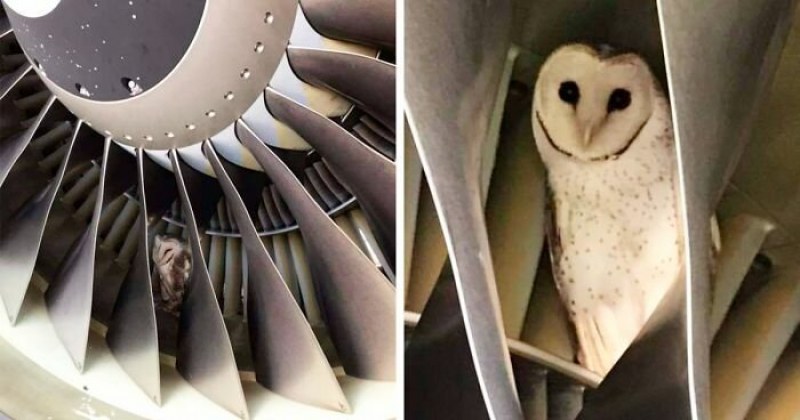 Работници откриха сова в двигател на самолет