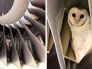 Работници откриха сова в двигател на самолет