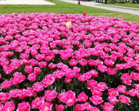 Кралицата на нощта, тюрбан и какво още не знаем за лалетата