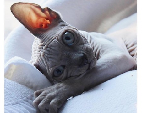 Неустоимият чар на котките от породата сфинкс - не е нужно да си пухкав, за да си сладък