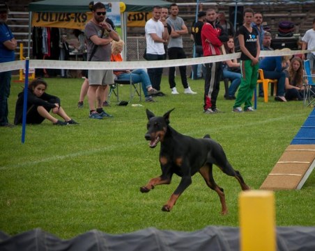 600 кучета от 12 държави идват на изложба край Пловдив