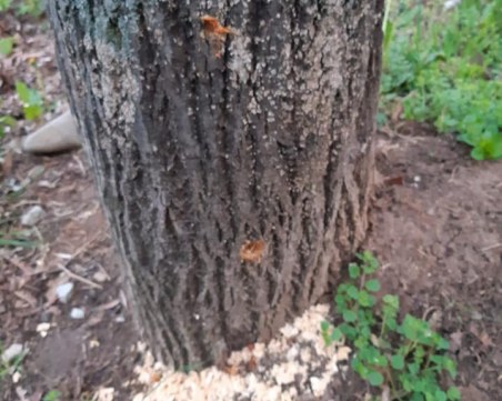 Подмолно убийство на дървета – пробиват дупки и ги отравят с нафта!?