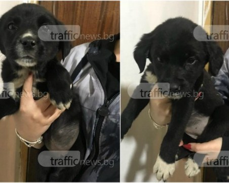 Седем години затвор може да получи жена, изхвърлила кученца на боклука