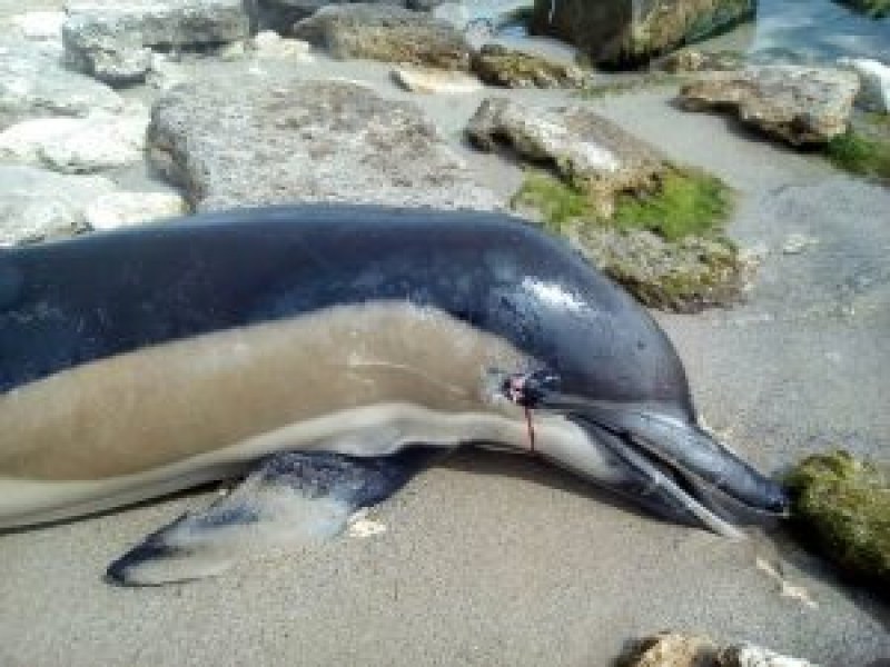 Скутер, движил се с бясна скорост, блъсна и уби делфин в Балчик