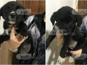 Седем години затвор може да получи жена, изхвърлила кученца на боклука