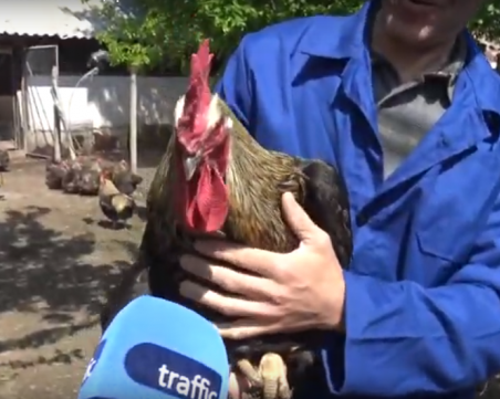 Кокошки гиганти от уникална порода отглежда зооинженер от Катуница