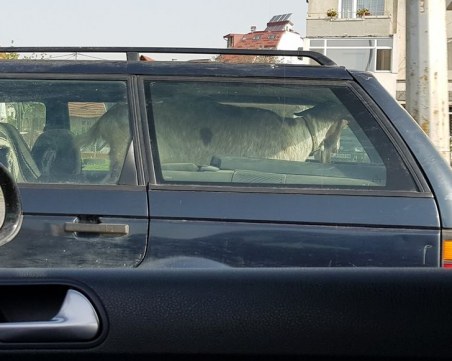 Преди Великден: Кола из улиците на София, а на задната седалка... коза