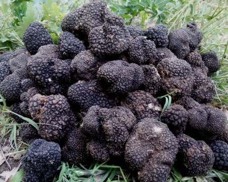 Как се вади, а не как се сади... Трюфелите – вече със специален закон!?