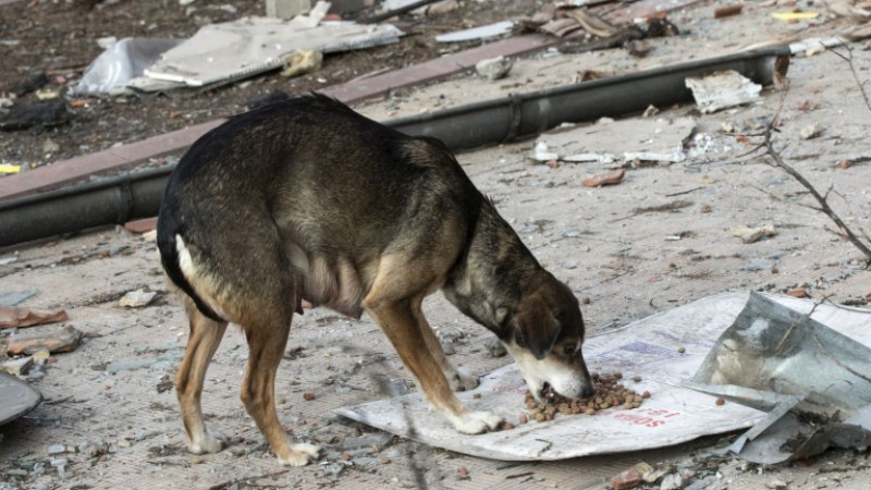 Перничани притеснени: Някой трови кучета в квартал 