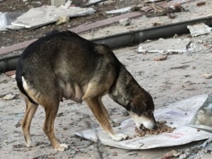 Перничани притеснени: Някой трови кучета в квартал