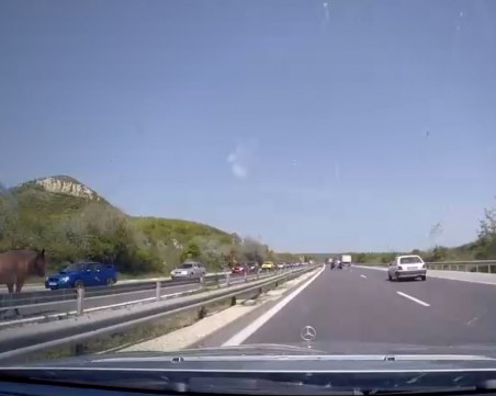 Кон препуска в насрещното на АМ 