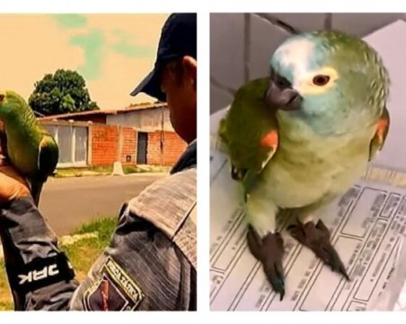 В Бразилия арестуваха нарко-папагал
