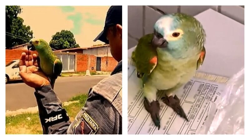 В Бразилия арестуваха нарко-папагал