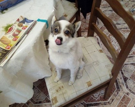 Виждали ли сте Пако? Изчезна в района на Брани поле