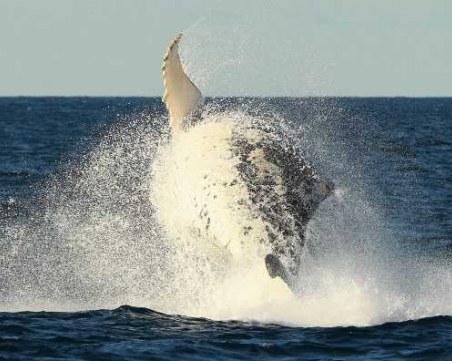 Норвежци алармират: Русия ни изпрати китове, обучени от армията им – тероризират ни!